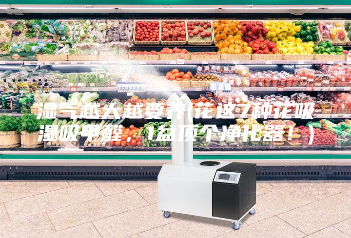 濕氣越大越要養(yǎng)(花這7種花吸濕吸甲醛,1盆頂個(gè)凈化器!)