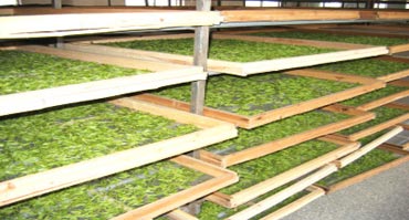 茶葉烘干處理解決方案